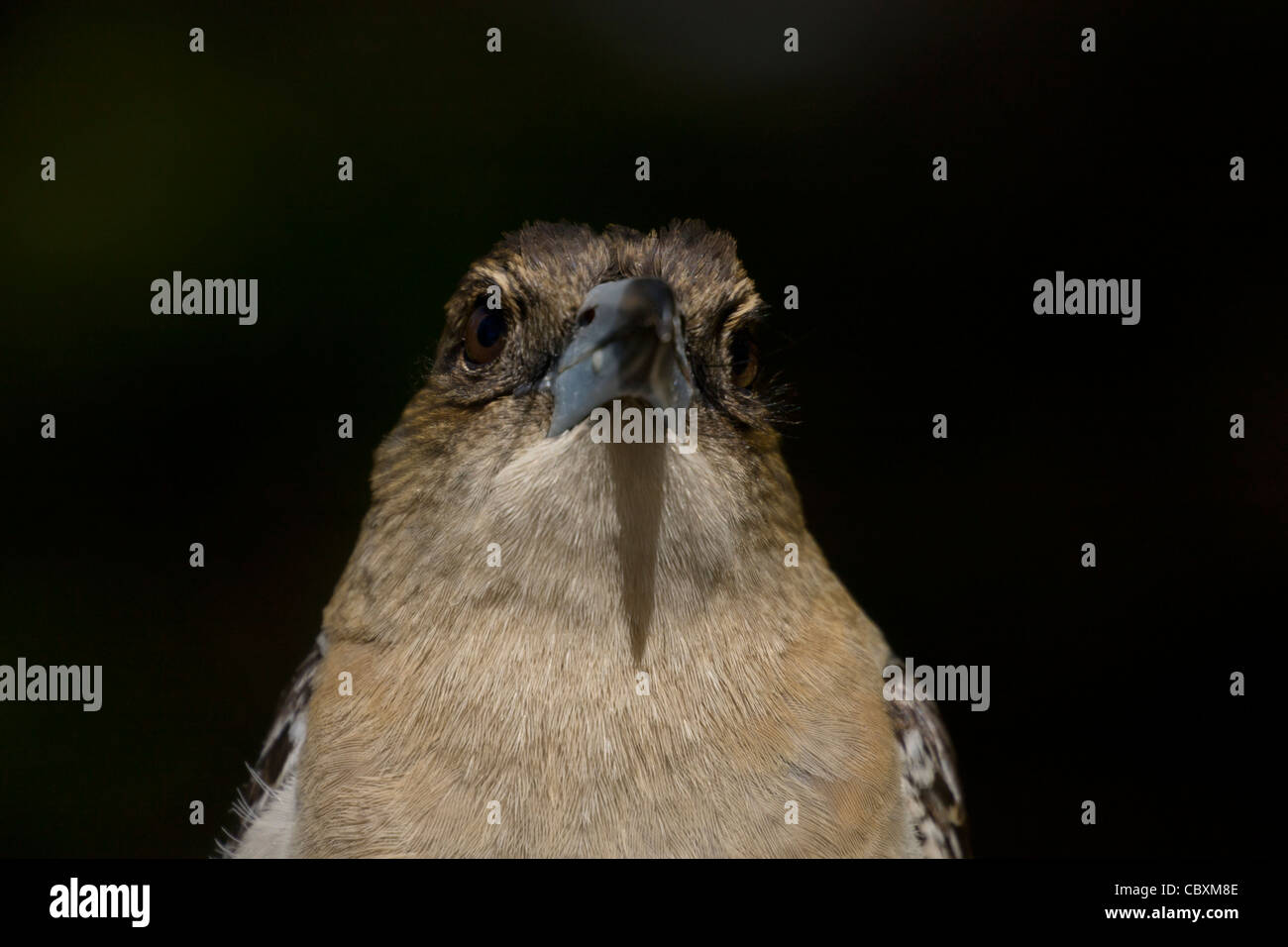 Pied butcherbirds are common garden birds around Brisbane Stock Photo