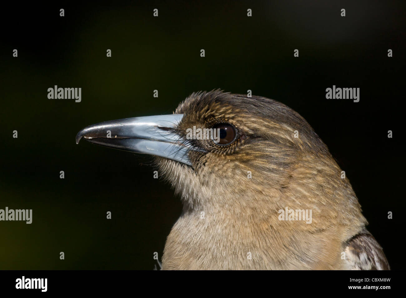 Pied butcherbirds are common garden birds around Brisbane Stock Photo