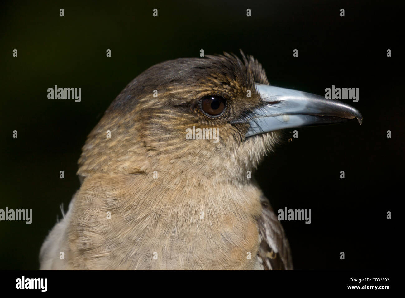 Pied butcherbirds are common garden birds around Brisbane Stock Photo