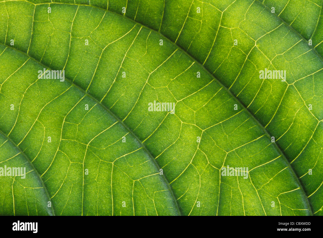 Macro shot of a green leaf Stock Photo