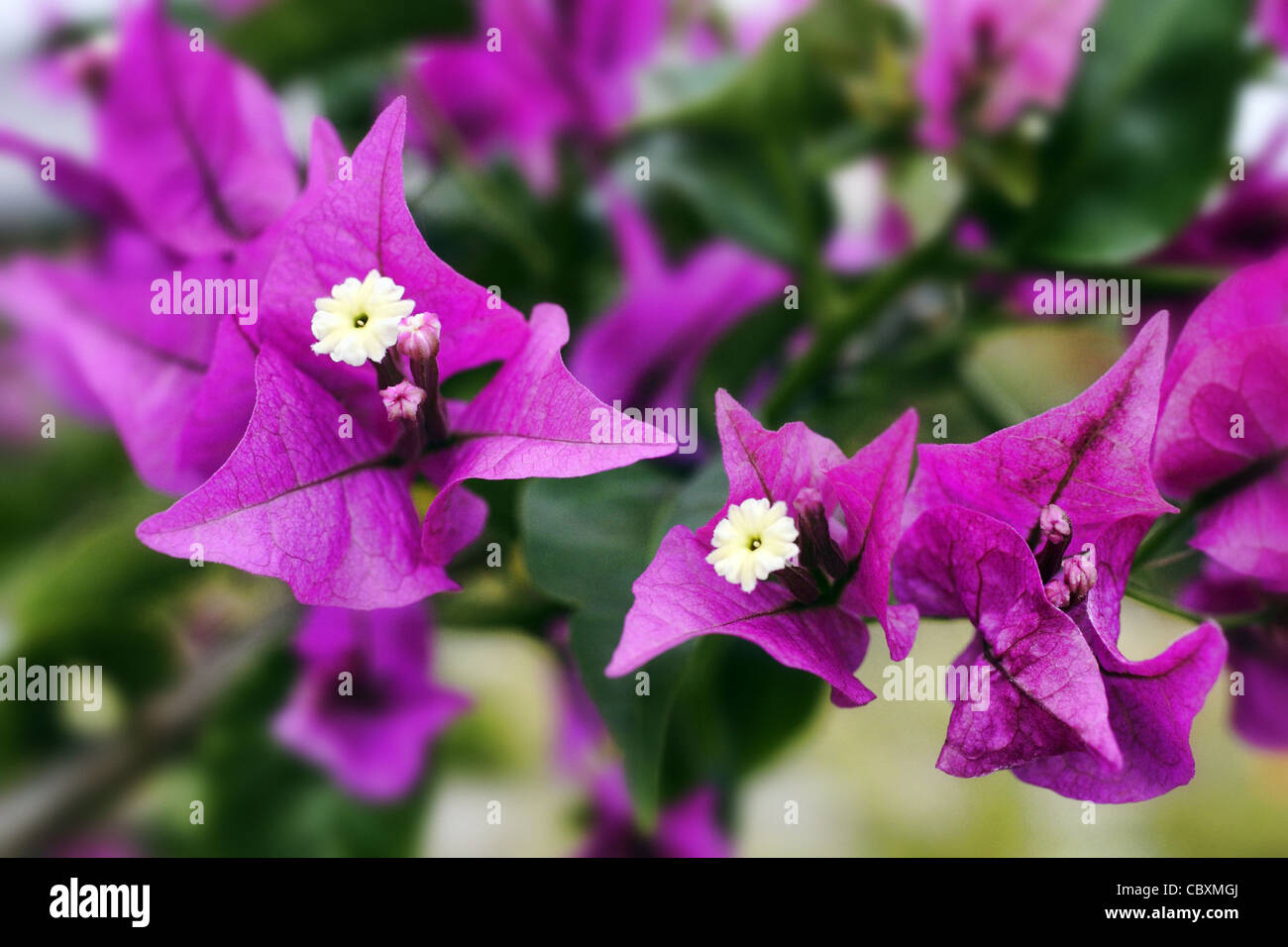 purple bougainvillea flower Stock Photo Alamy