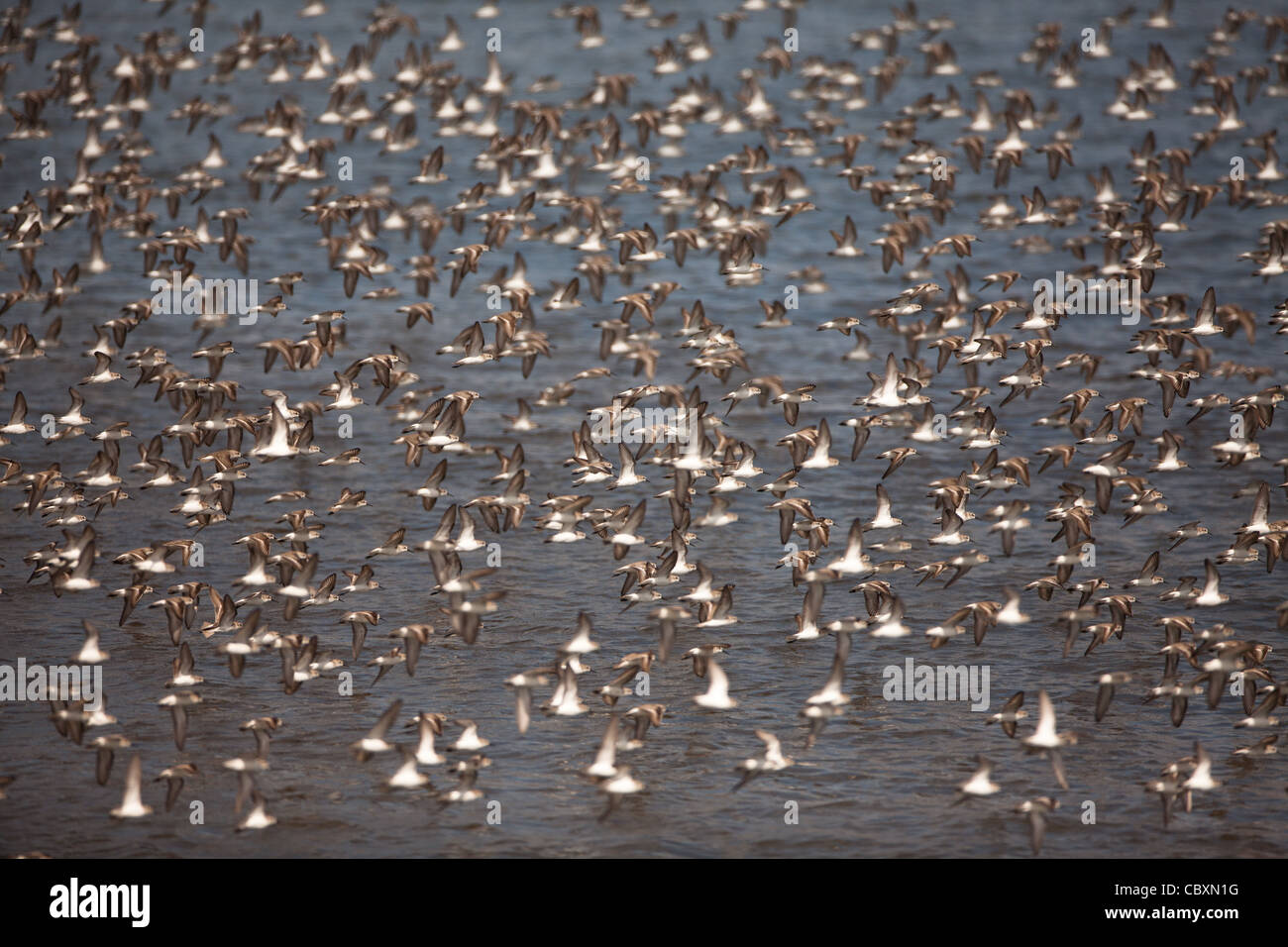 Flock of shorebirds in flight at Punta Chame, Pacific coast, Panama province, Republic of Panama. Stock Photo