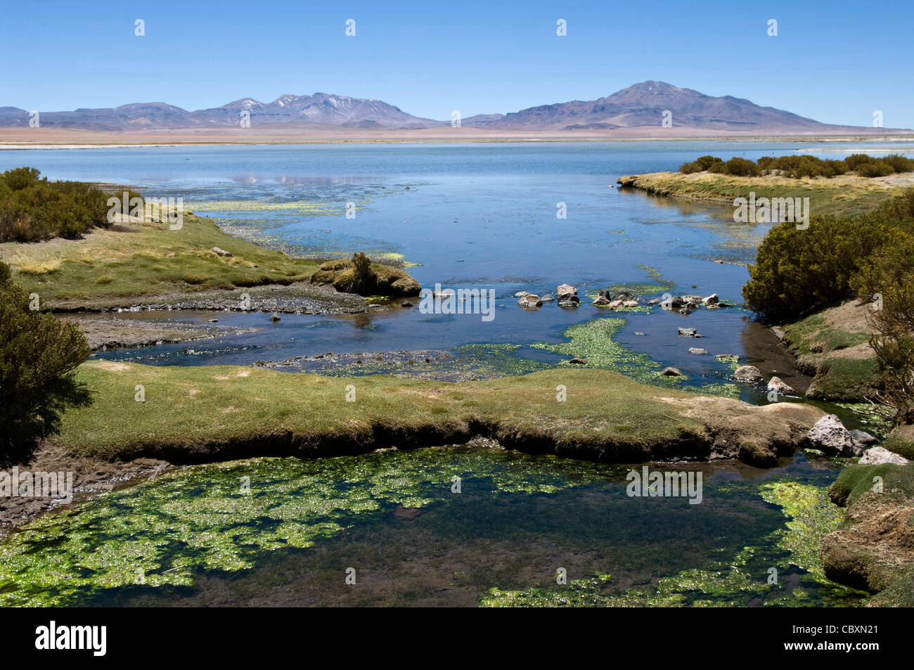 Chile. Atacama desert. Flamingos national reserve. Lake in the Tara salar. Stock Photo