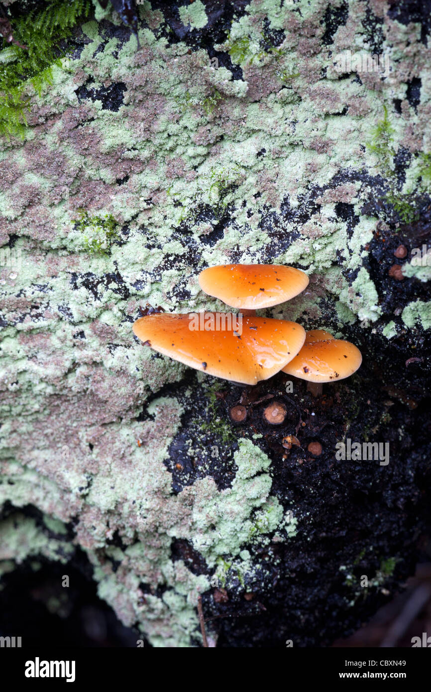 Velvet Shank Flammulina velutina fungi fruiting bodies on a Lichen encrusted stump Stock Photo