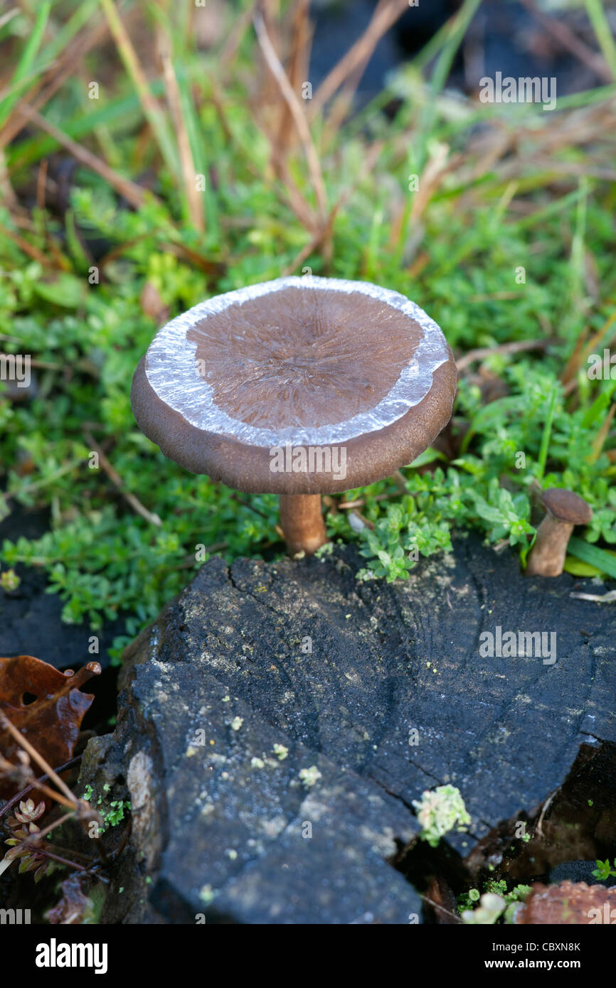 Fungi fruiting body with ice ring on cap growing from dead tree stump Stock Photo
