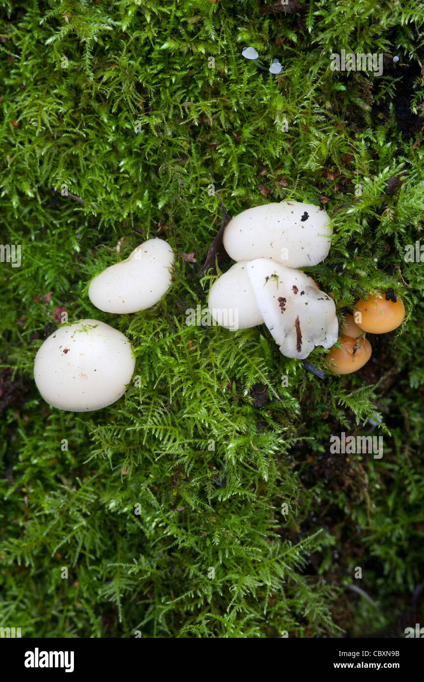 Blotched Woodwax Hygrophorus erubescens fungi fruting bodies growing a mossy stump Stock Photo