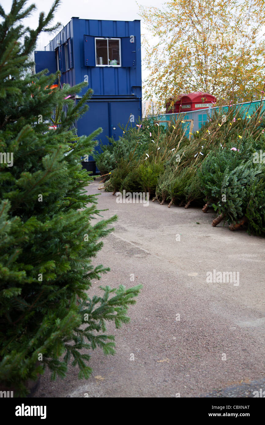 Real christmas trees selling hires stock photography and images Alamy