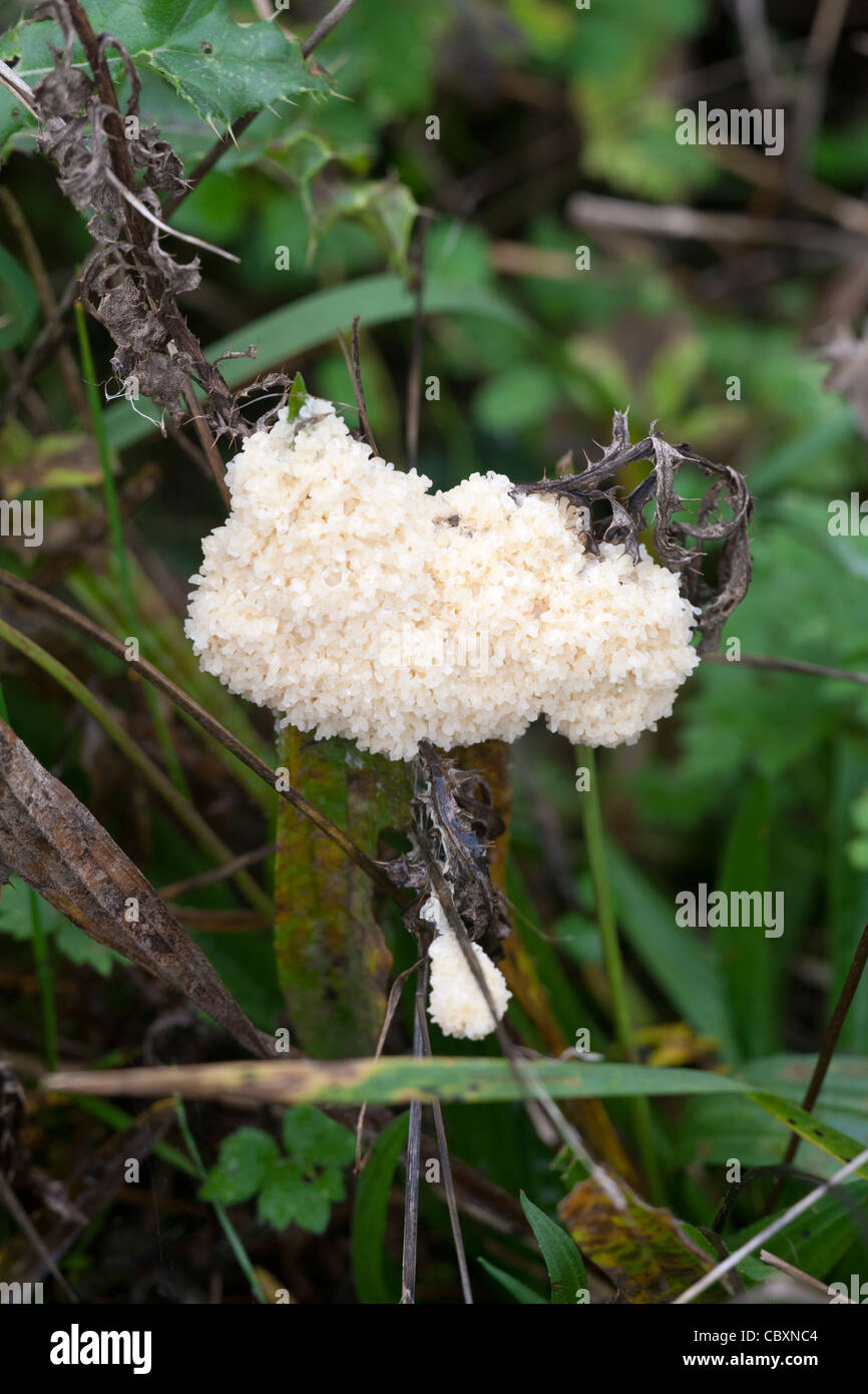 Slime Mold Mulcilago crustacea growing on a dead thistle plant Stock Photo