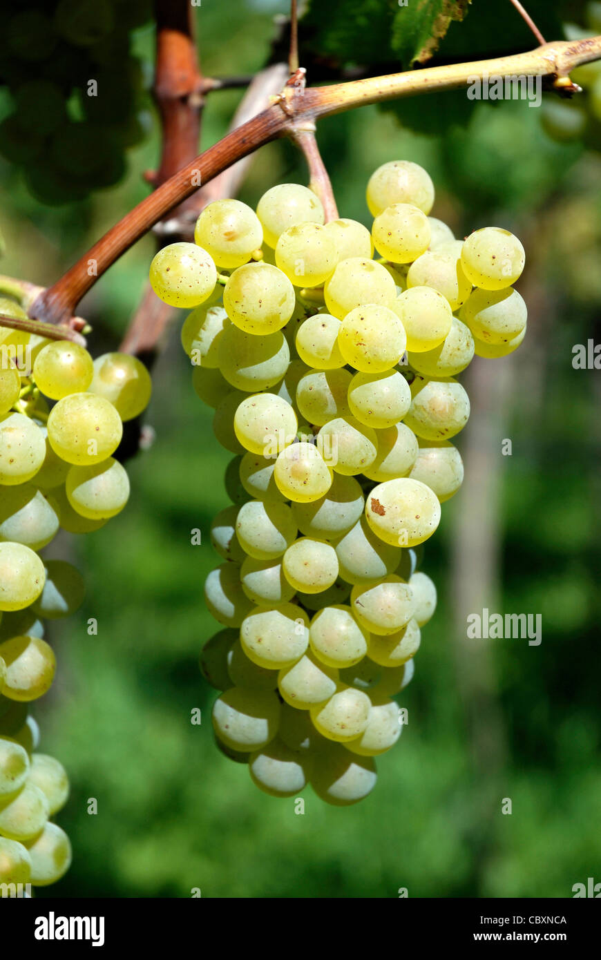Grape in the cultivable area of Girlan at the South Tyrolean wine route. Stock Photo
