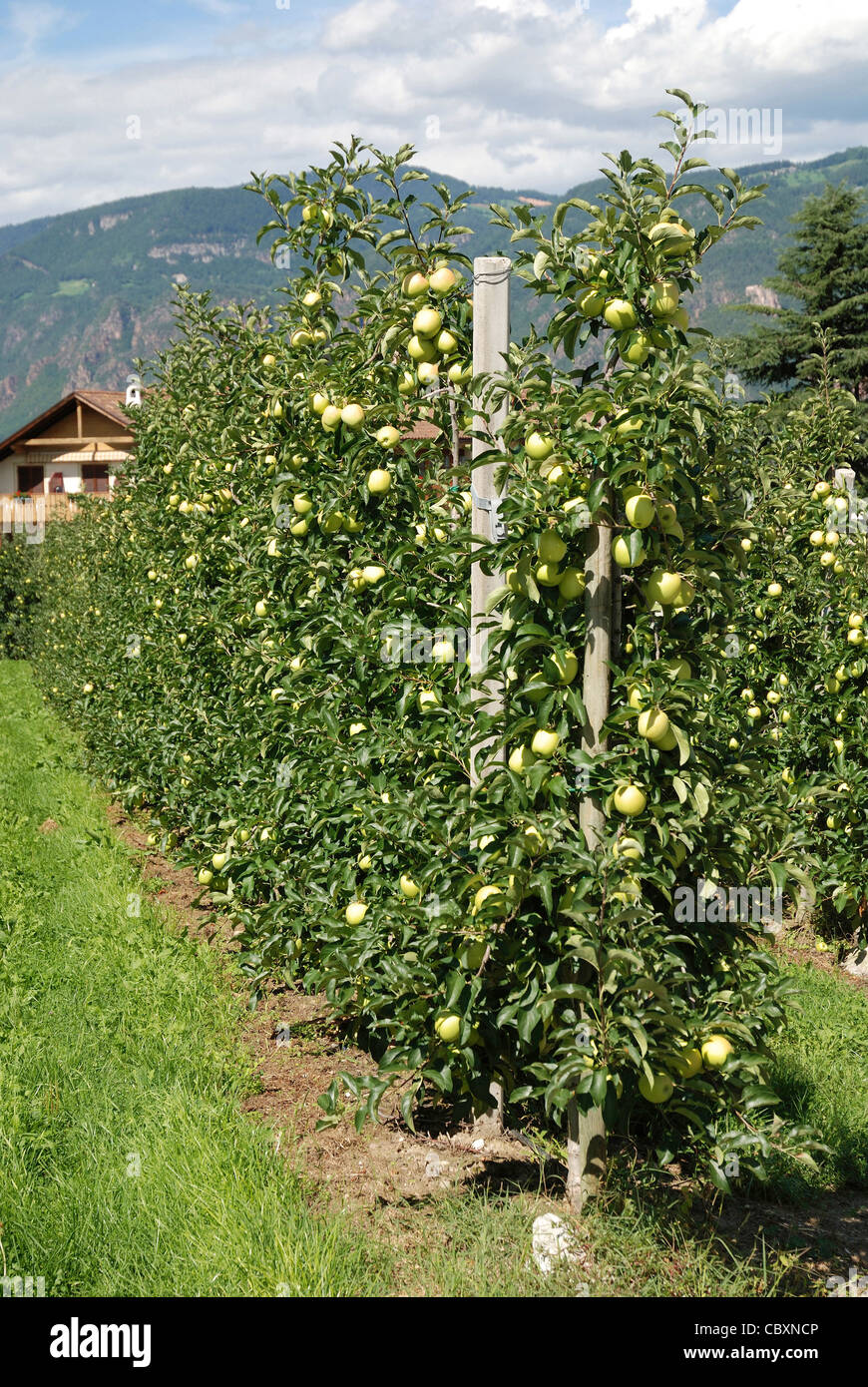 Apple plantation in the fruit cultivable area of Girlan in South Tyrol. Stock Photo