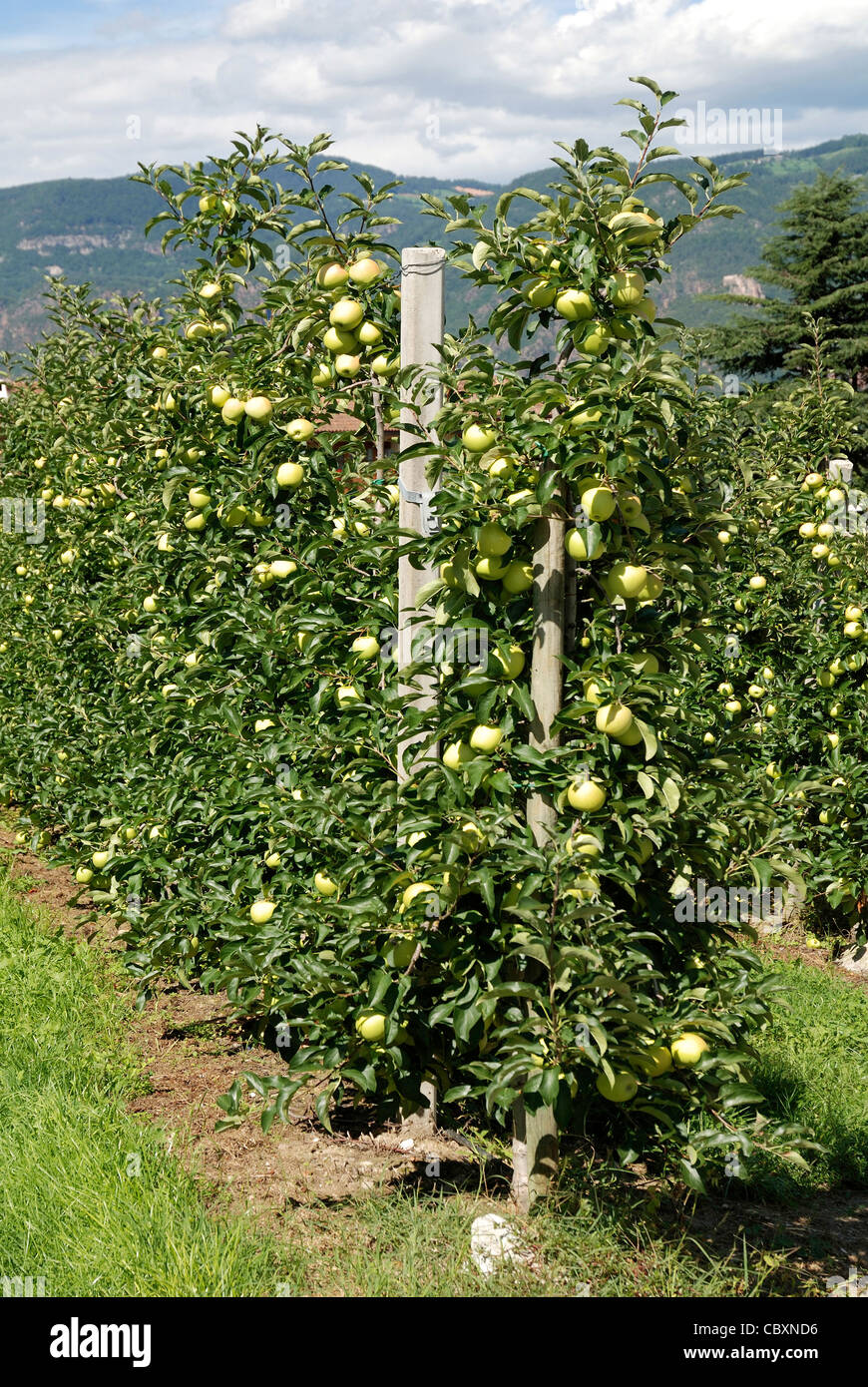 Apple plantation in the fruit cultivable area of Girlan in South Tyrol. Stock Photo