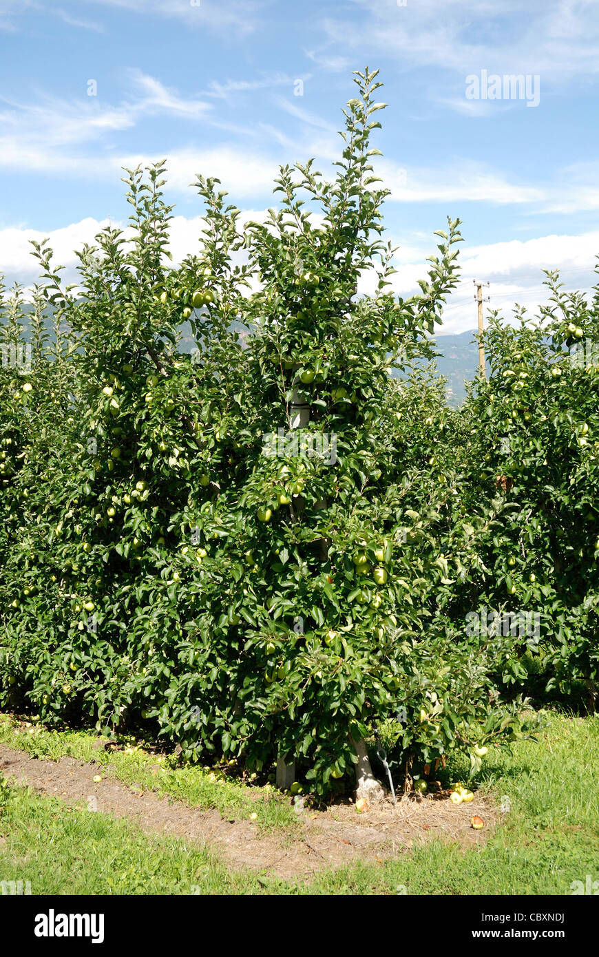 Apple plantation in the fruit cultivable area of Girlan in South Tyrol. Stock Photo