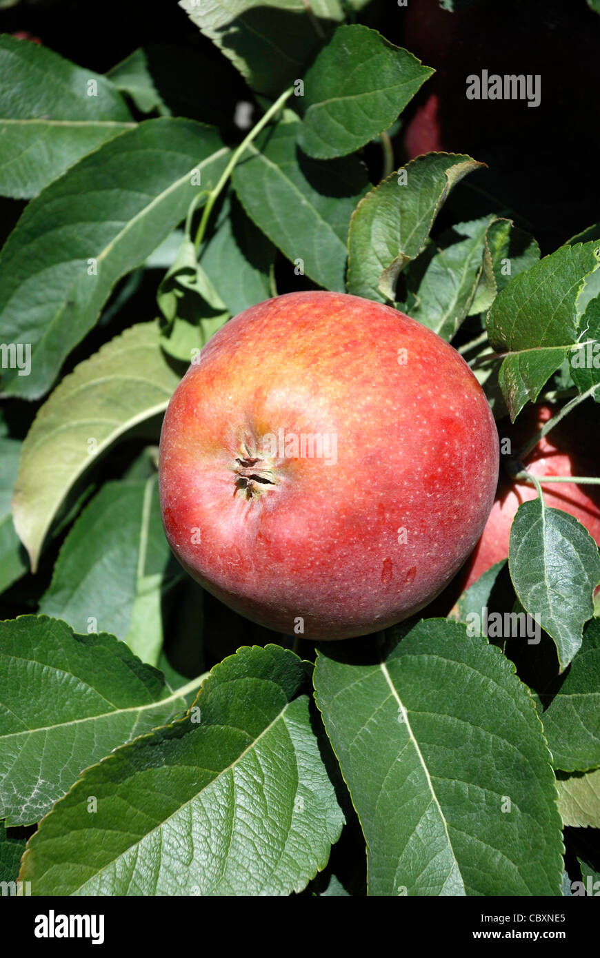 Harvest ripe apple from the fruit cultivable area of Kaltern in South Tyrol. Stock Photo