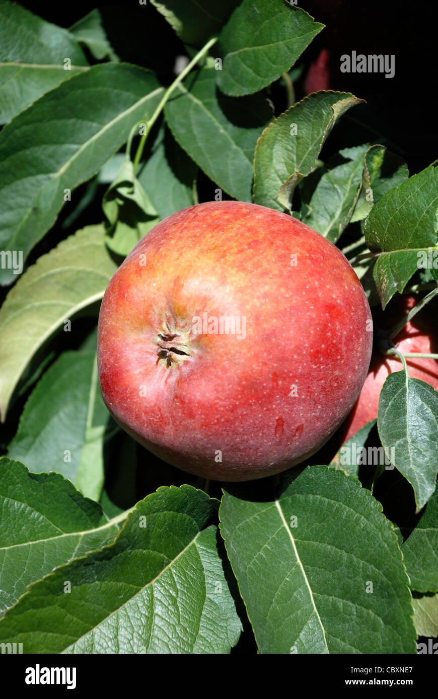 Harvest ripe apple from the fruit cultivable area of Kaltern in South Tyrol. Stock Photo