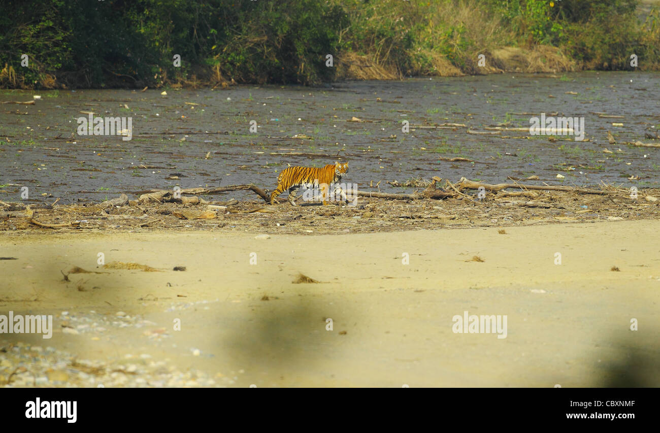 Royal Bengal Tiger crossing the river in Corbett Stock Photo