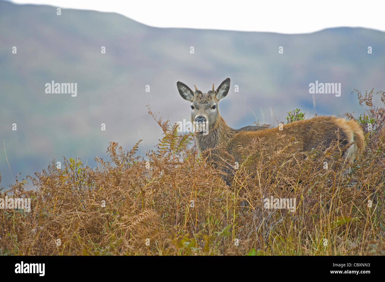 Red Deer (Cervus elaphus) Yearling stag Stock Photo