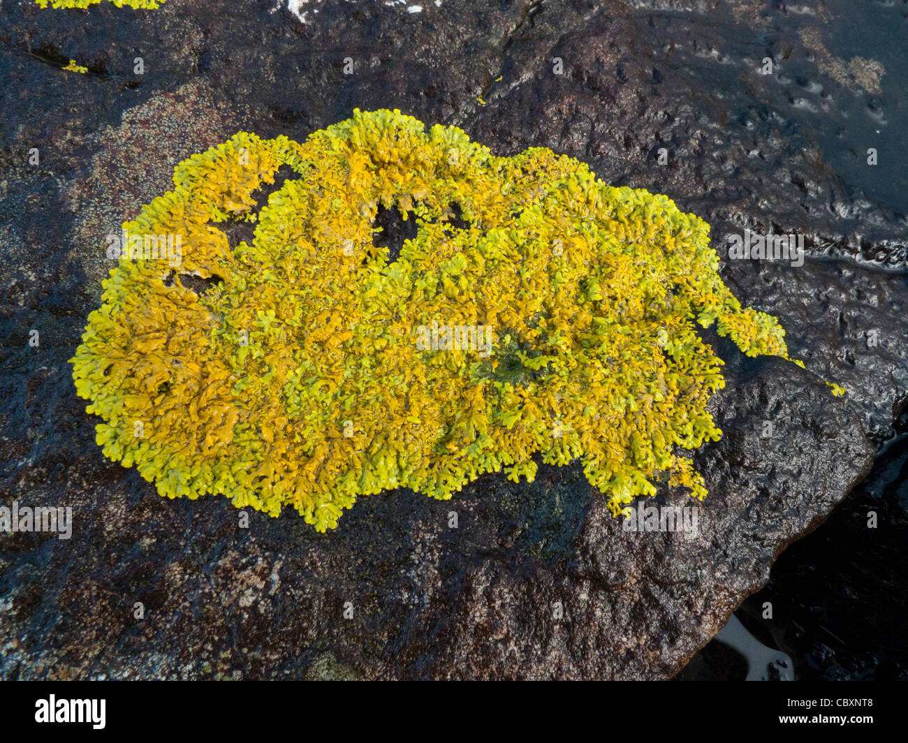 Common orange lichen (Xanthoria parietina) Stock Photo