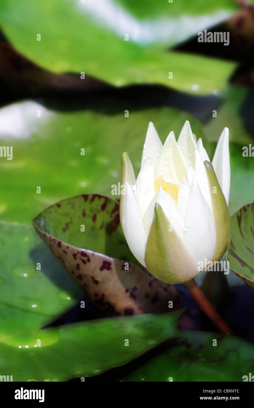 white lotus blooming in the tropical garden Stock Photo