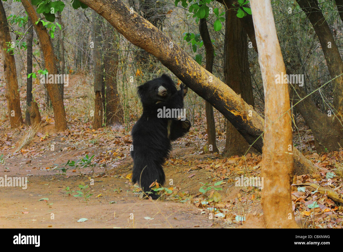 Sloth bear in Bandhavgarh National Park Stock Photo