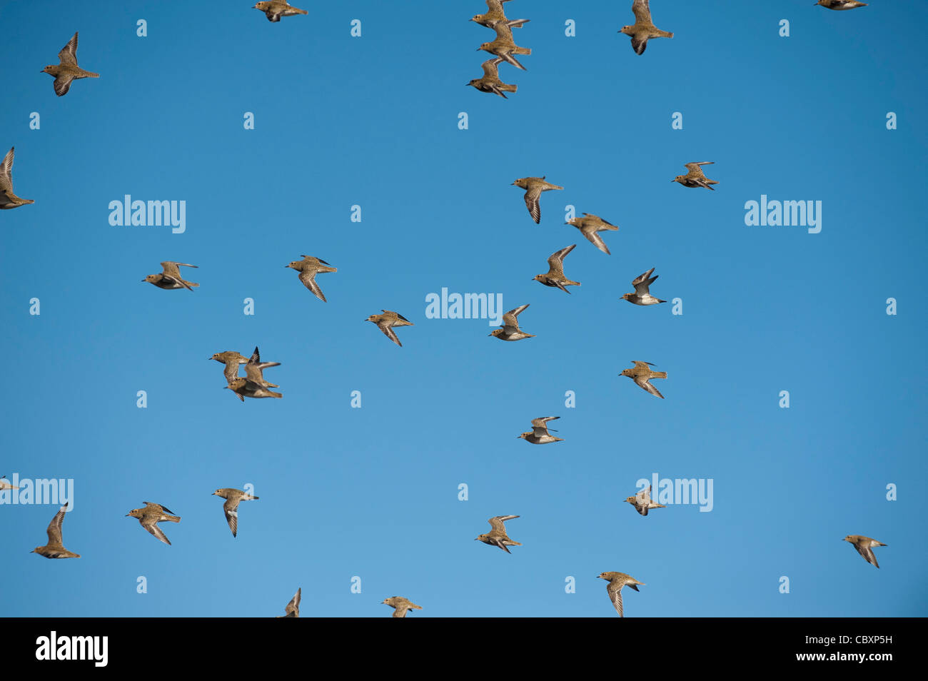 Golden Plover (Plvialis apricaria), in flight Stock Photo - Alamy
