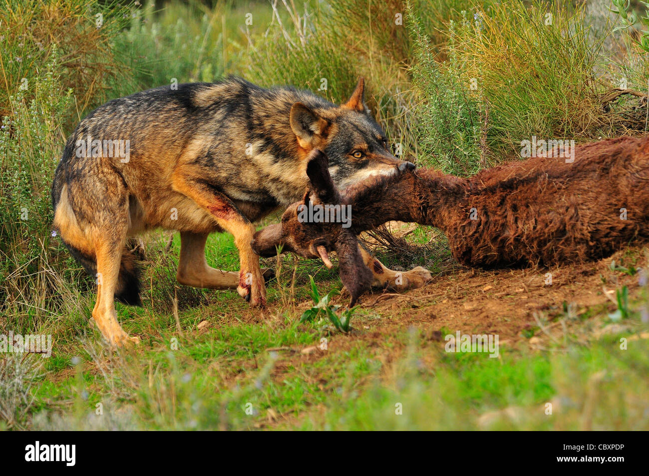 Iberian wolf (Canis lupus signatus) Iberian wolf feeding on Deer Controlled conditions Stock Photo