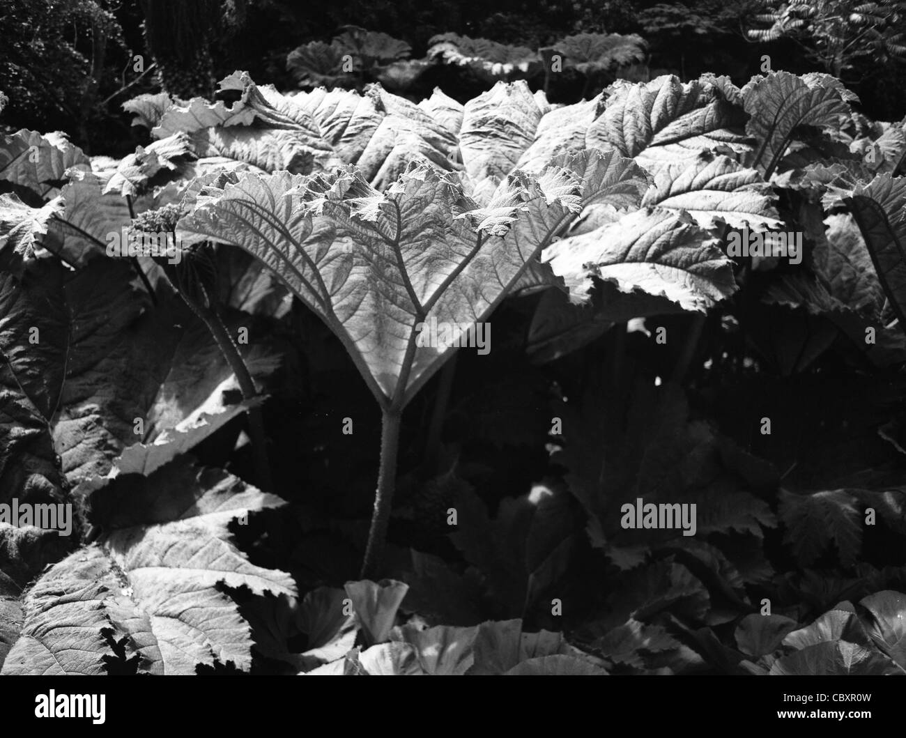 Giant Gunnera leaves taken in black and white. High contrast. Stock Photo