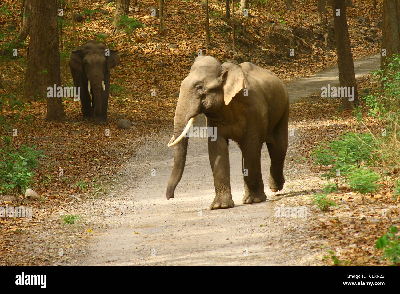 Asiatic Elephant Tusker on the road Stock Photo