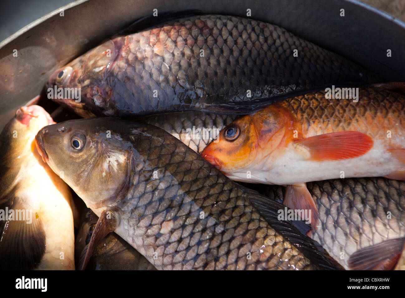 India, Manipur, Imphal, Loktak Lake, Sendra Island freshly caught kamalcalp (Grass Carp) fish waiting to go to market Stock Photo