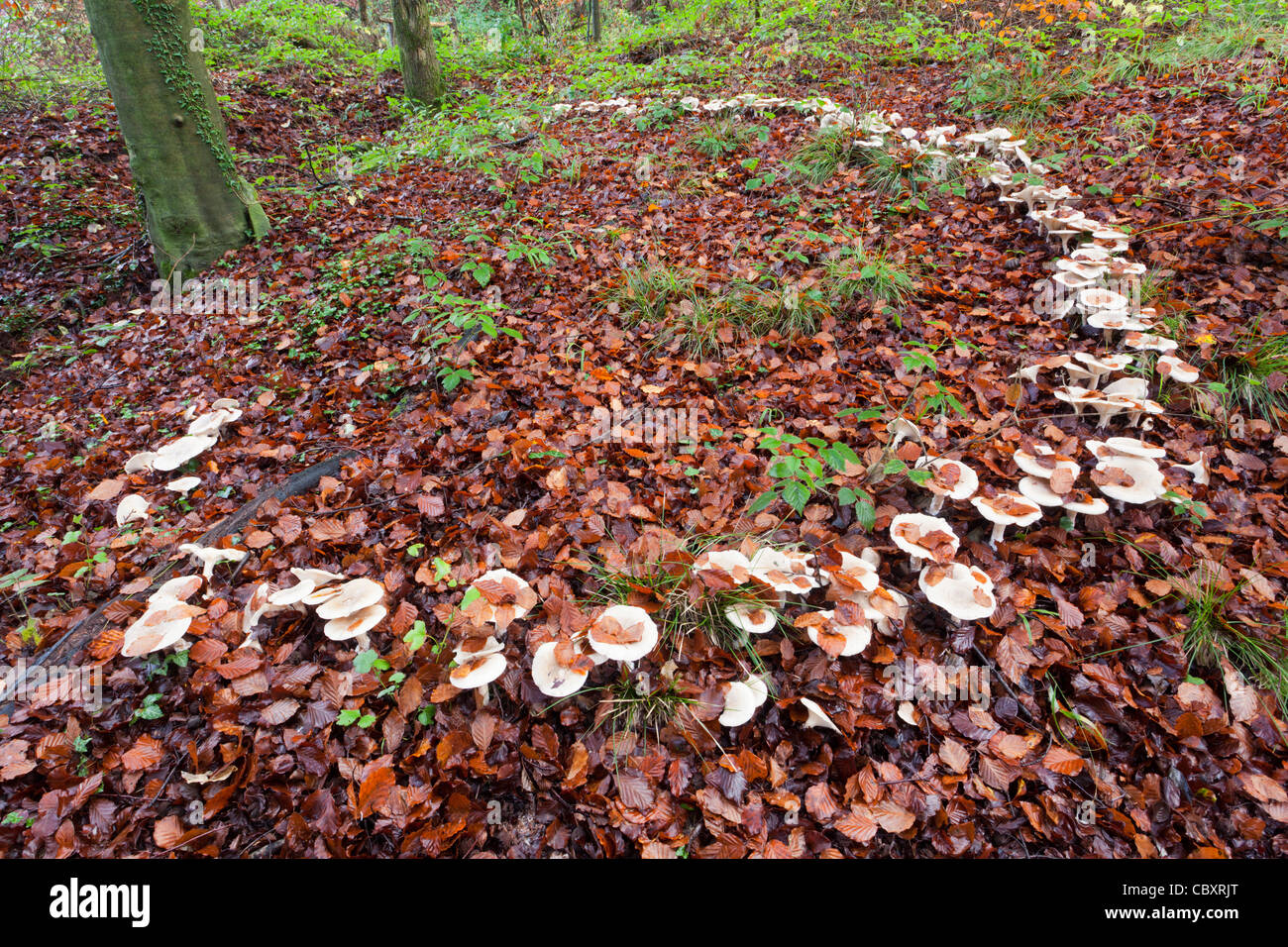 A large fairy ring of toadstools in the woodland floor beech leaf litter near Blakeney in the Forest of Dean, Gloucestershire UK Stock Photo