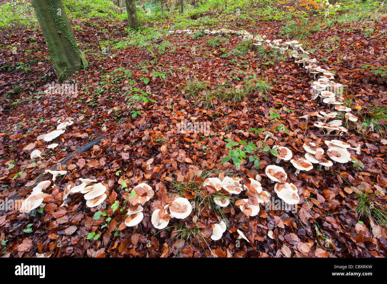 A large fairy ring of toadstools in the woodland floor beech leaf litter near Blakeney in the Forest of Dean, Gloucestershire UK Stock Photo