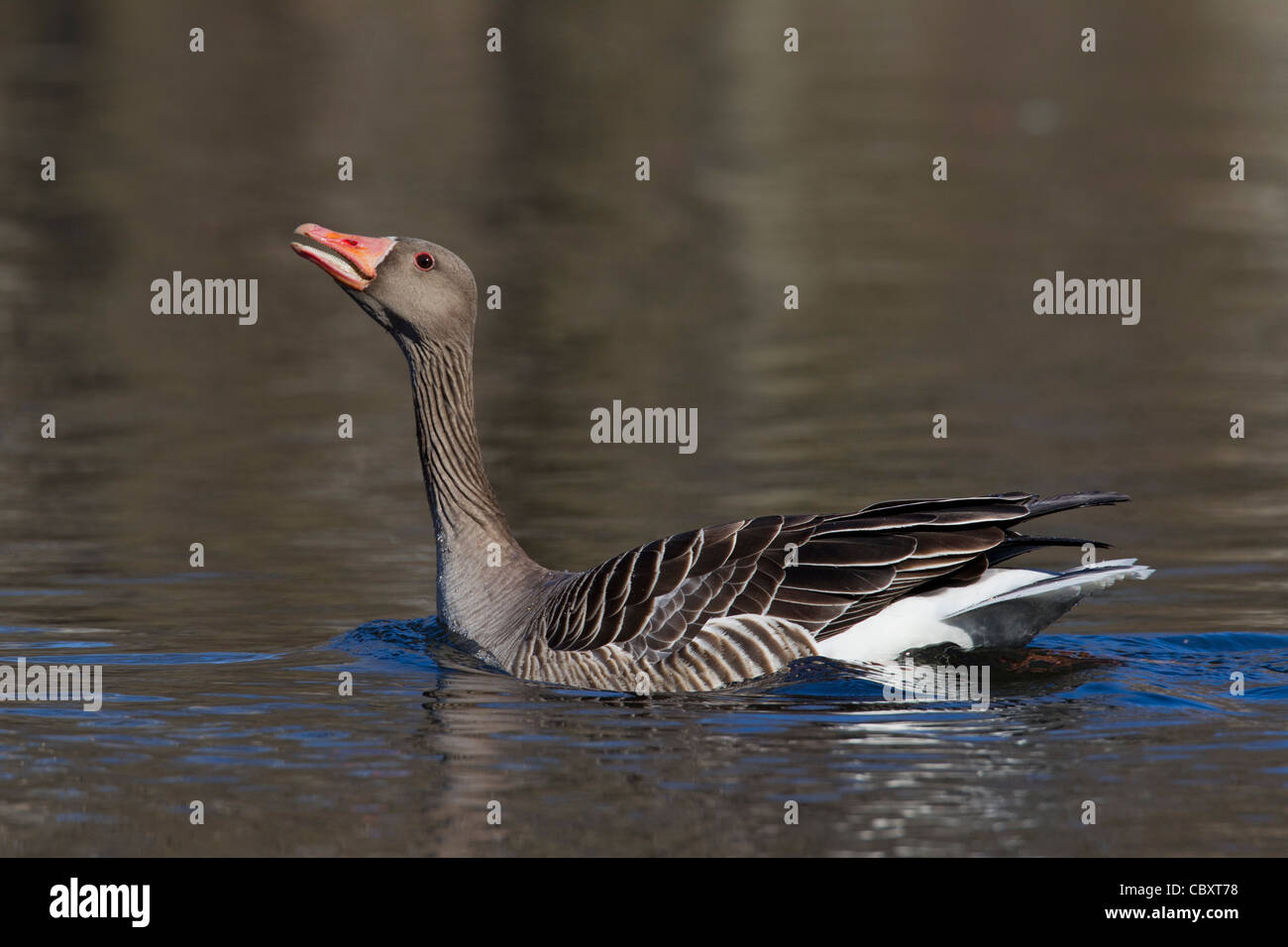 Greylag goose / graylag goose (Anser anser) showing aggressive display, Germany Stock Photo