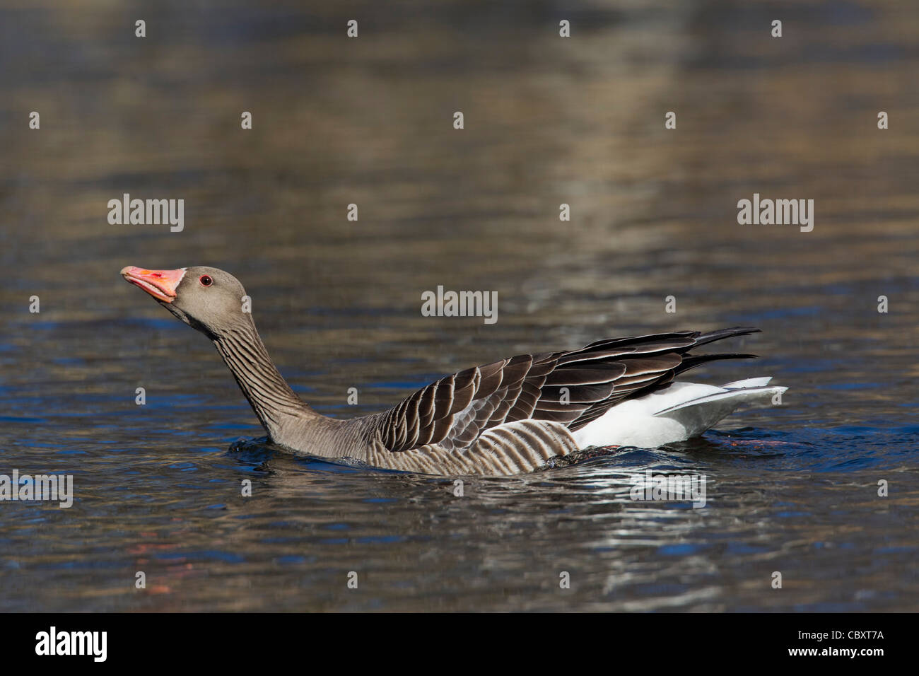Greylag goose / graylag goose (Anser anser) showing aggressive display, Germany Stock Photo