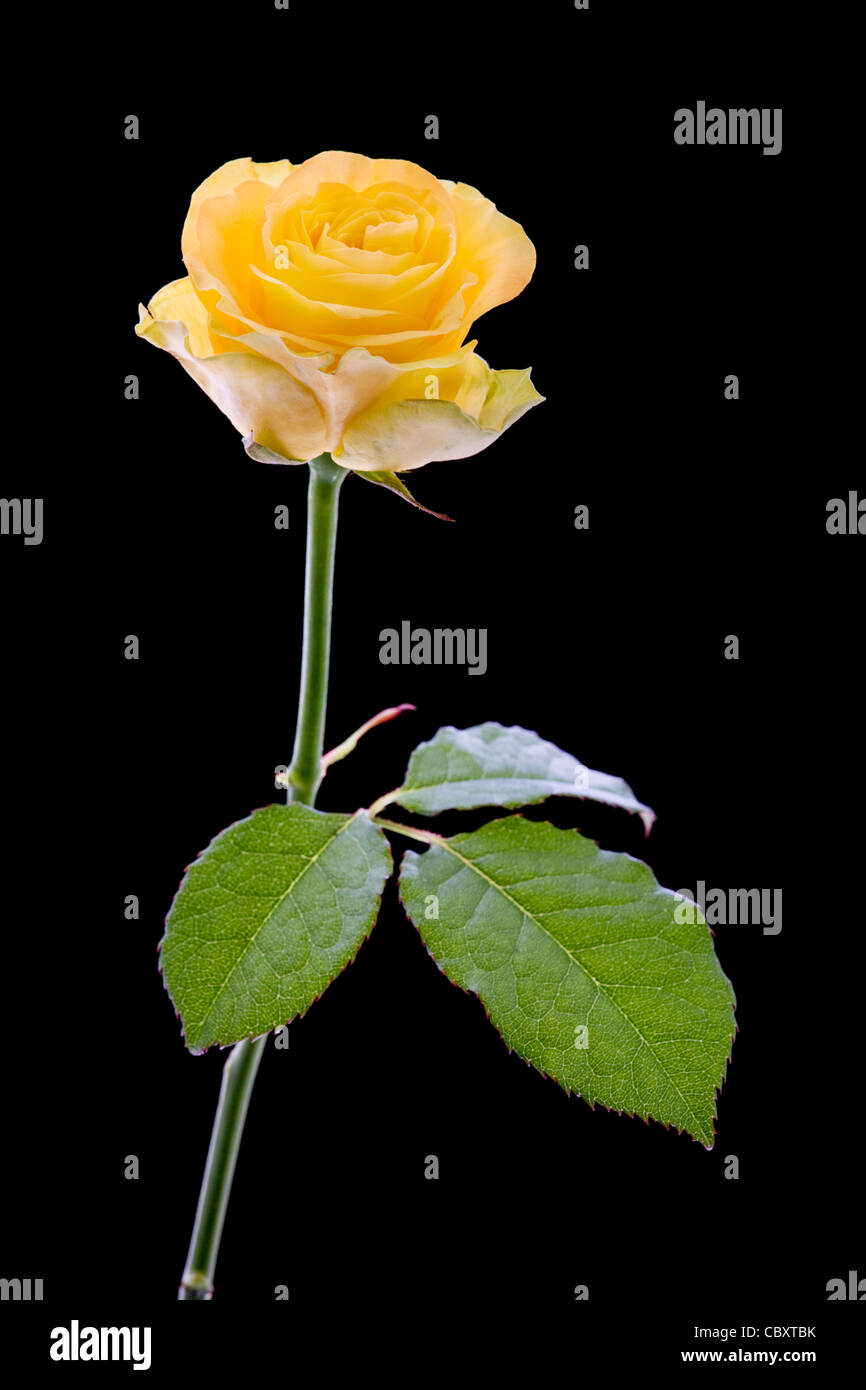 Yellow rose against black background Stock Photo