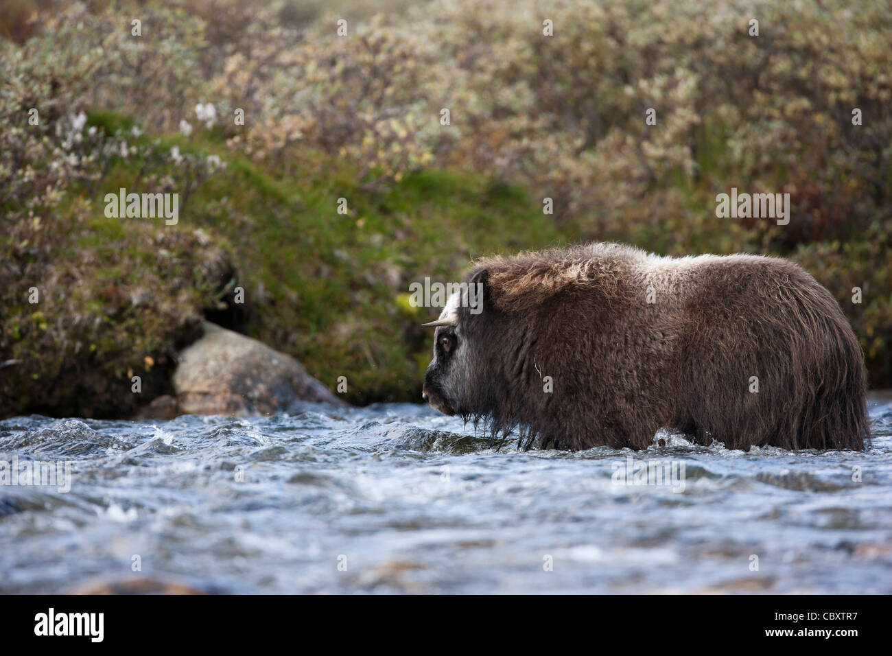 Young muskox crossing river Stropla Stock Photo
