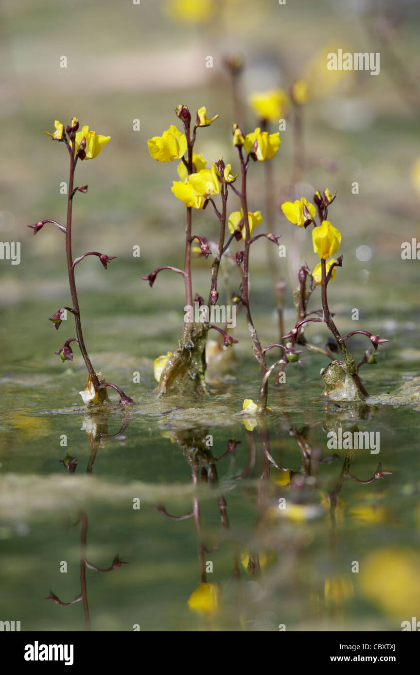 Greater Bladderwort, Utricularia vulgaris, flowers. Stock Photo