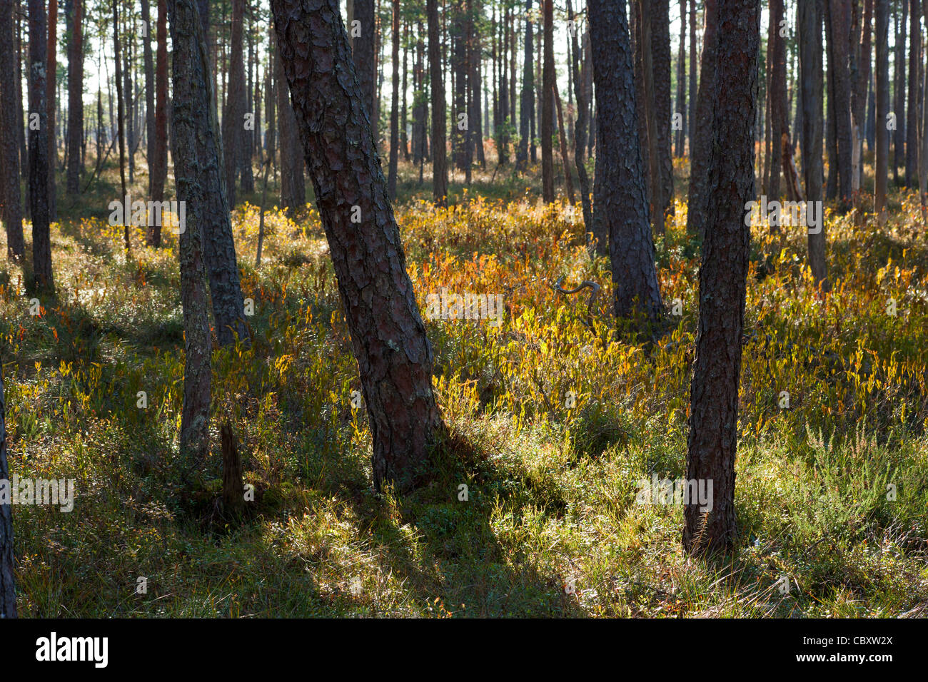Scots pines Stock Photo