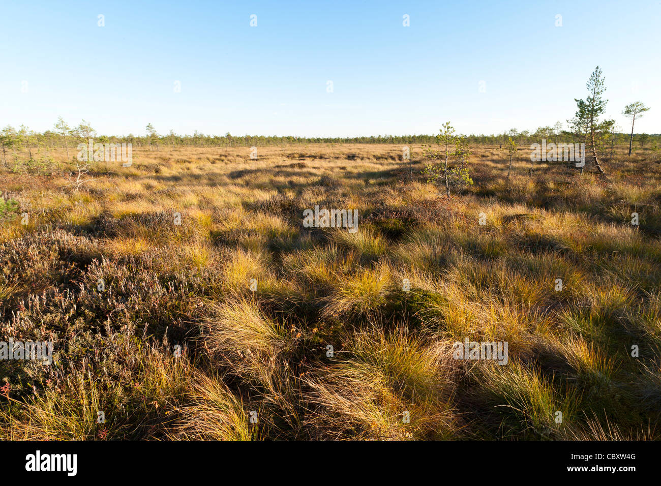 Bog Rows Open bog hi-res stock photography and images - Alamy