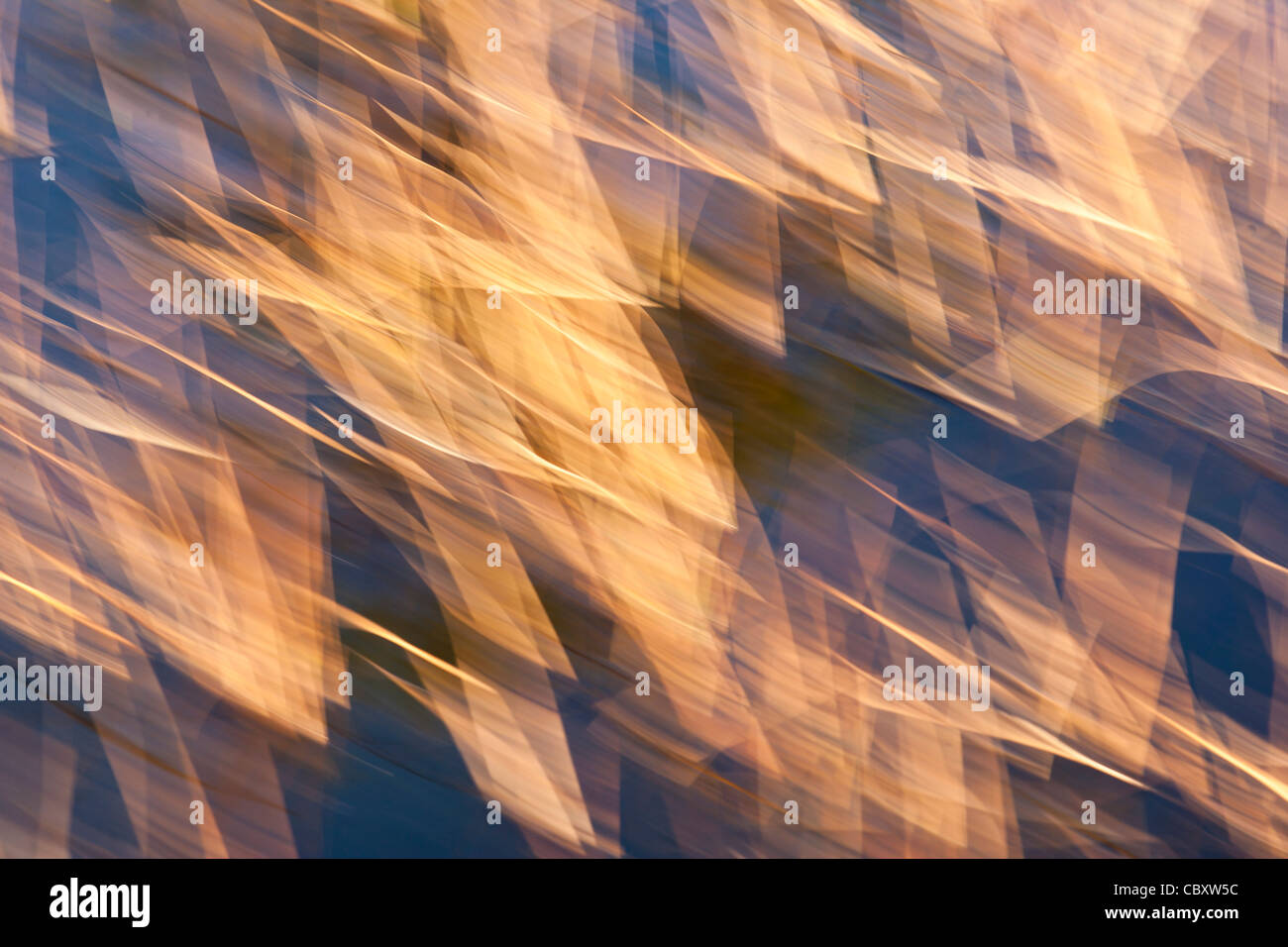 Vegetation on bog pool Stock Photo