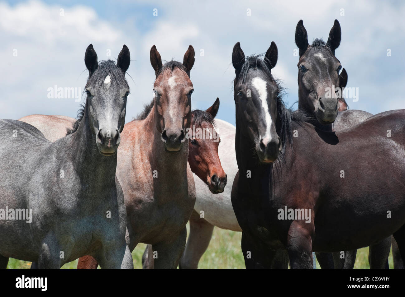 Quarter Horses yearling herd Stock Photo