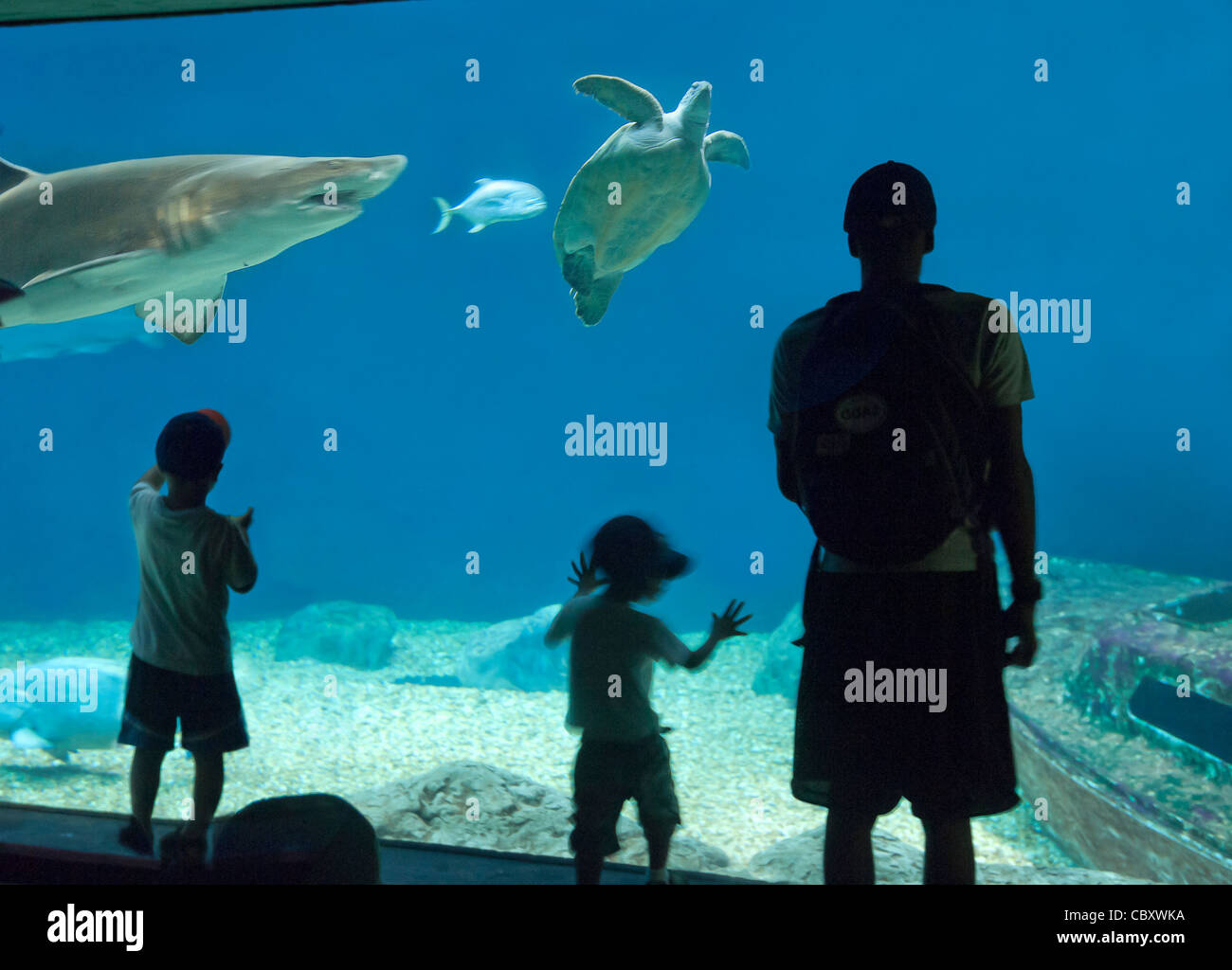 Family watching sea life at Tampa aquarium,FL Stock Photo