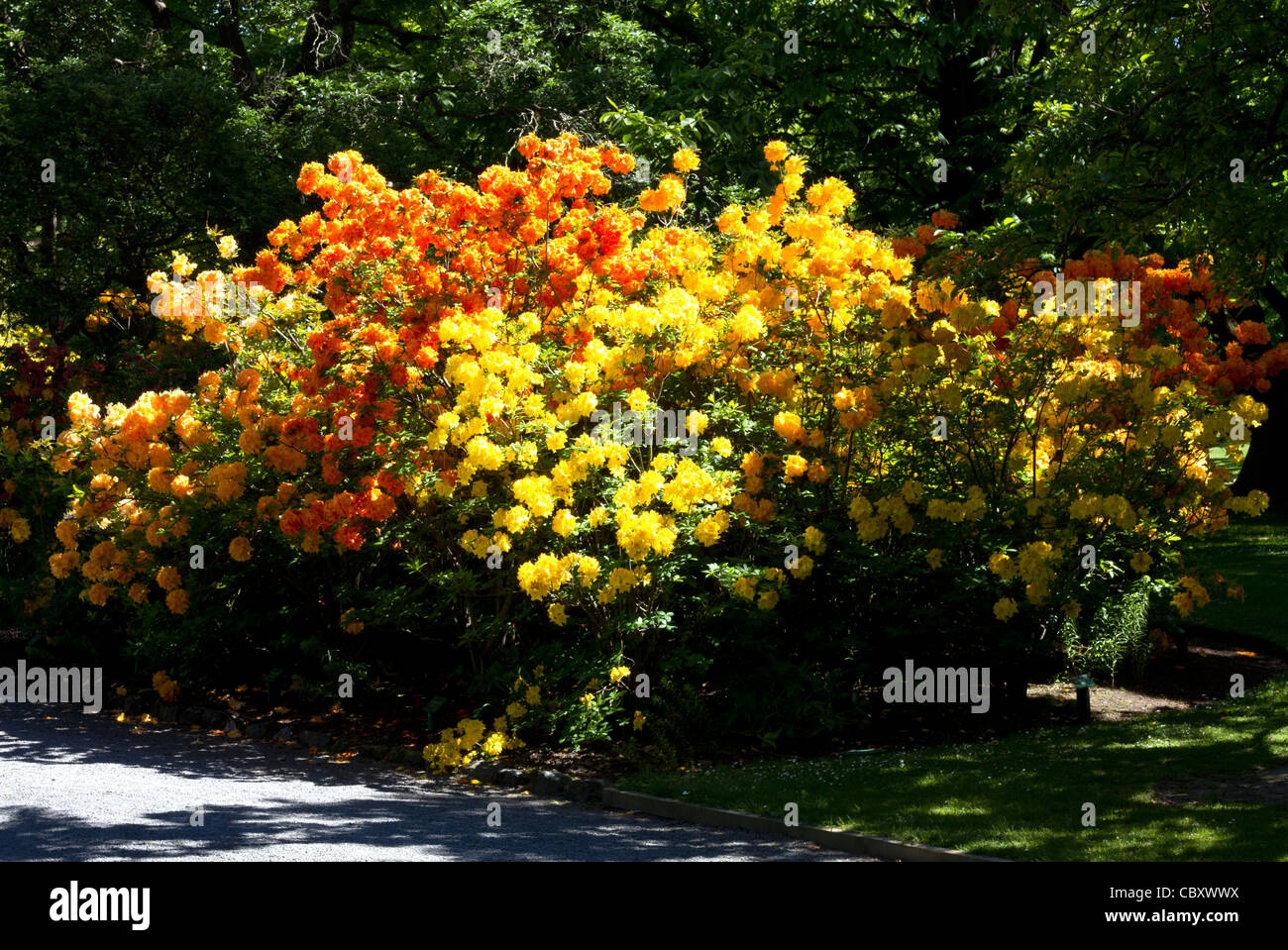 Orange and yellow rhododendrons at Botanical Gardens, Christchurch, New ...