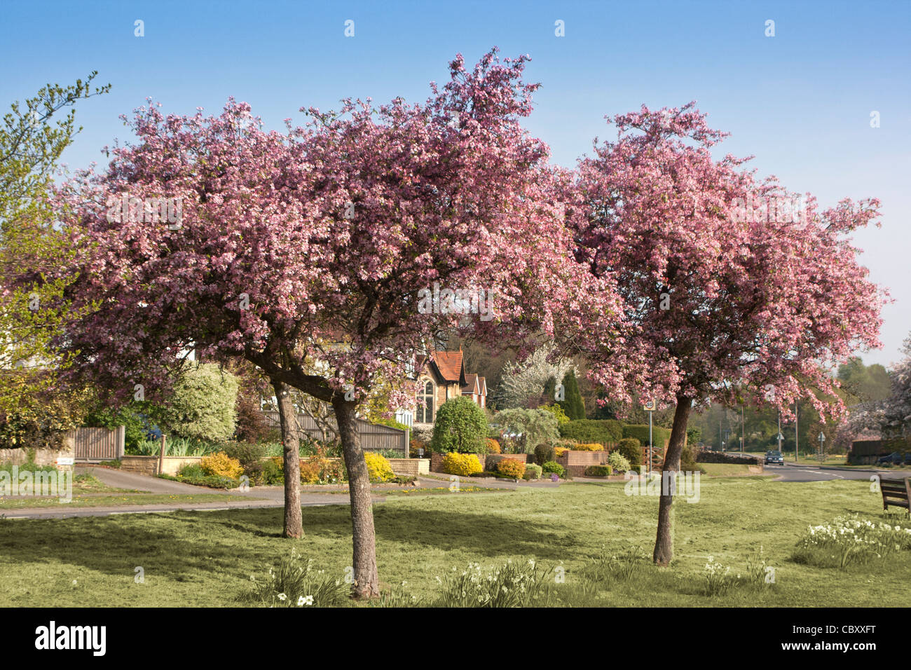Pink cherry trees hi-res stock photography and images - Alamy