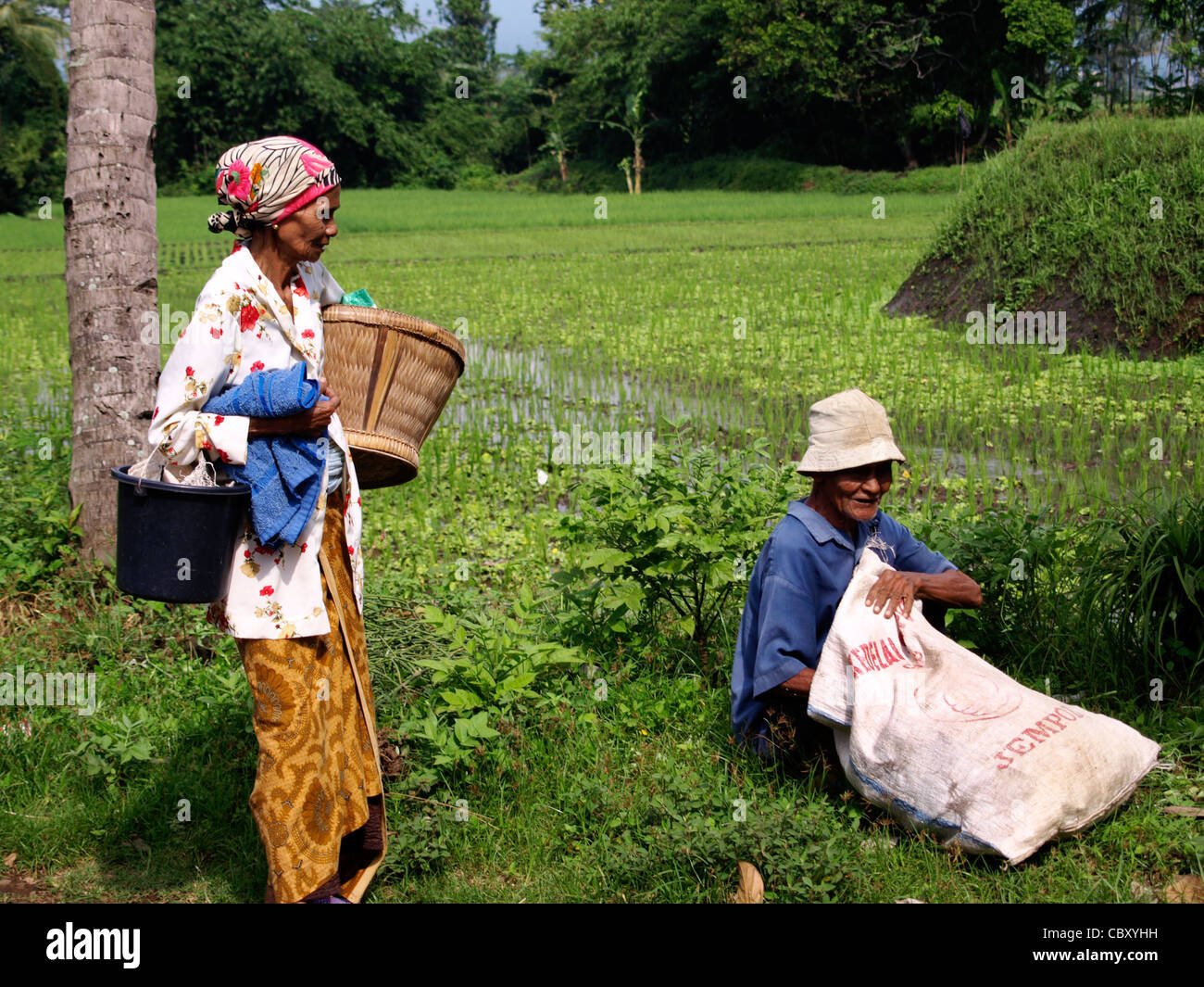 proud local elderly couple in rice field in rural village java ...