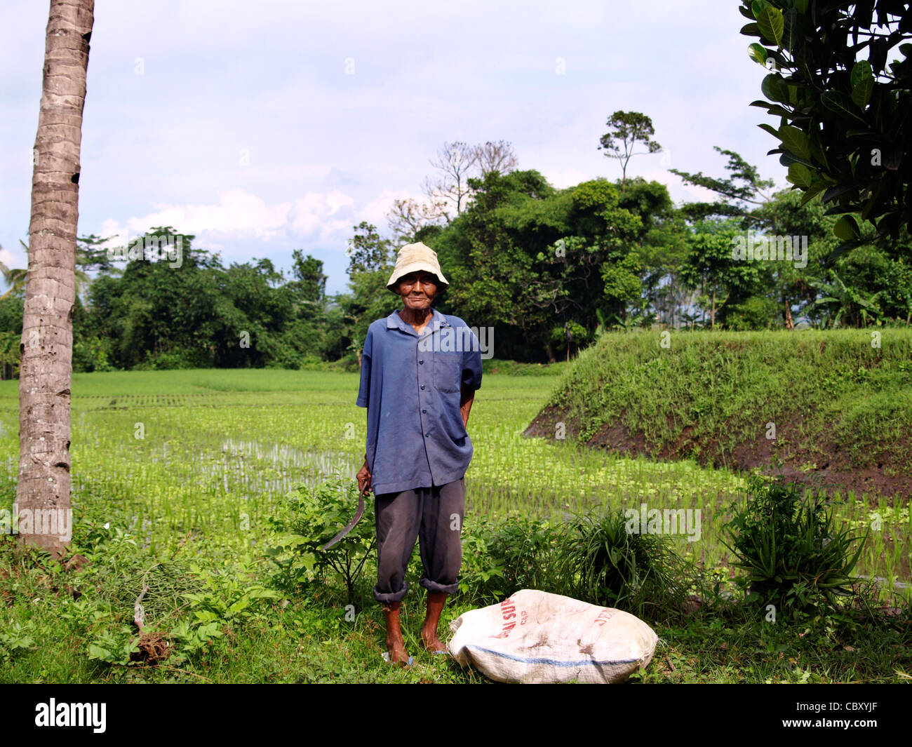 proud local elderly man in rice field in rural village java indonesia ...