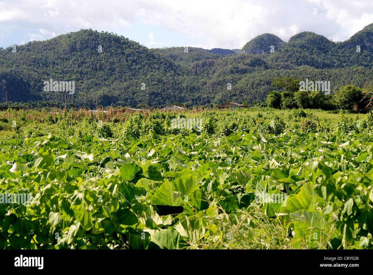 A tabacco field in Vinales, Cuba Stock Photo