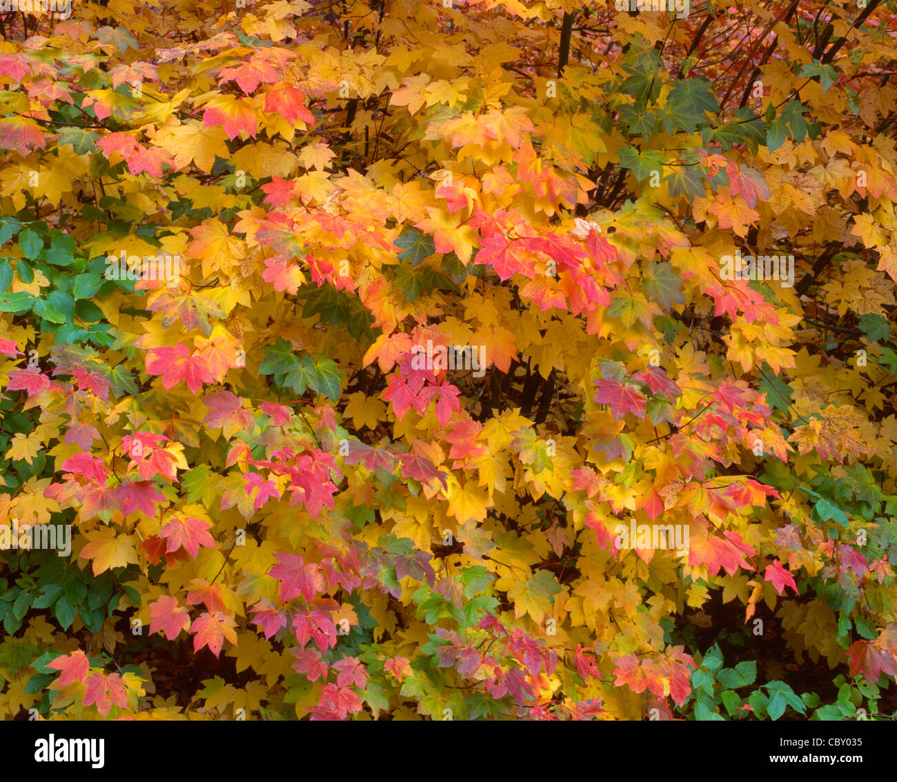 Fall color of vine maple, (Acer circinatum), Tumwater Canyon, Wenatchee ...