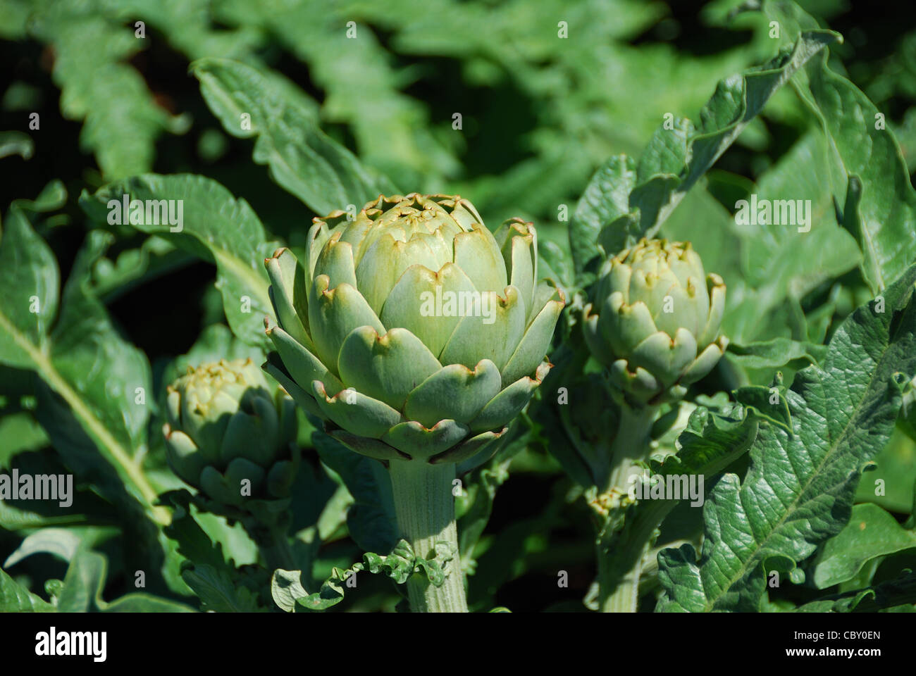 Artichoke field california hires stock photography and images Alamy
