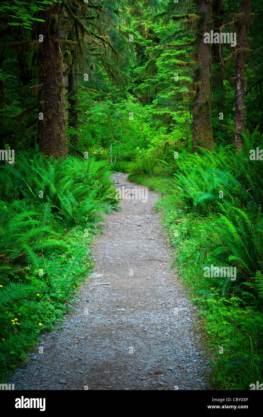 Hoh River Trail in Hoh Rainforest in Olympic National Park Stock Photo