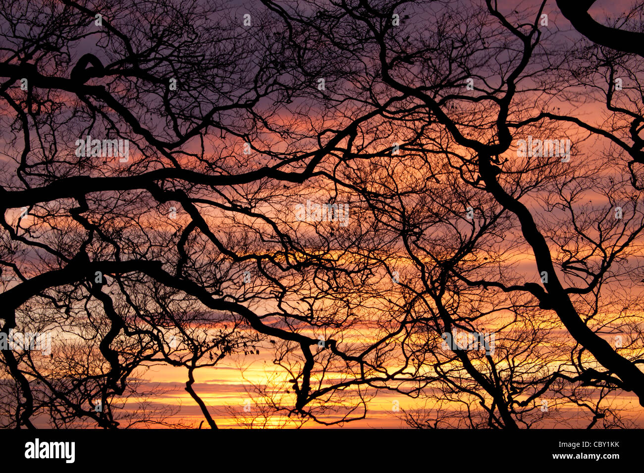 The branches and twigs of a beech tree photographed at sunset. Stock Photo