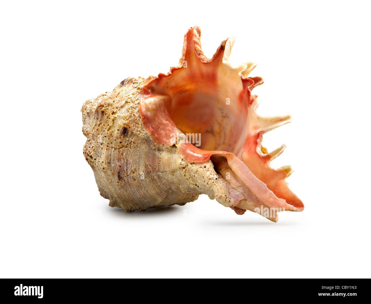 Large Open Conch Shell An isolated shot of a large conch shell on white background Stock Photo ...